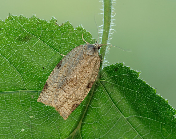 49.029 BF1002 Lozotaenia forsterana