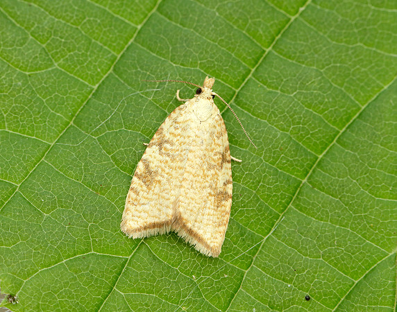 49.060 BF1032 Aleimma loeflingiana