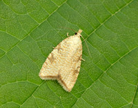 49.060 BF1032 Aleimma loeflingiana