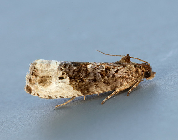 49.156 BF1083 Marbled Orchard Tortrix Hedya nubiferana