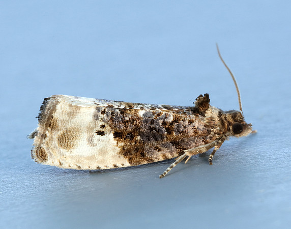 49.156 BF1083 Marbled Orchard Tortrix Hedya nubiferana