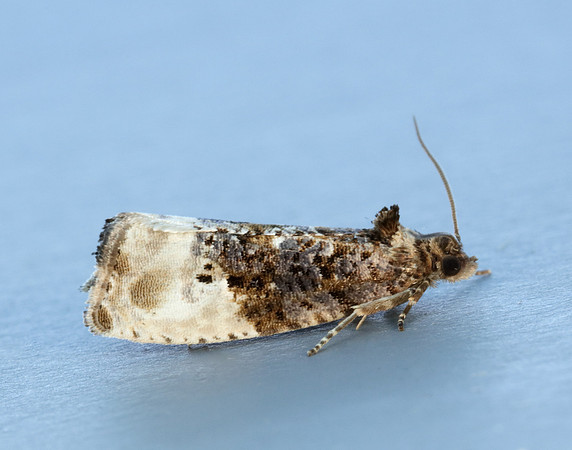 49.156 BF1083 Marbled Orchard Tortrix Hedya nubiferana