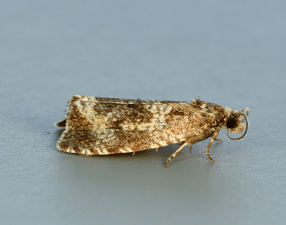 49.166 BF1076 Celypha lacunana
