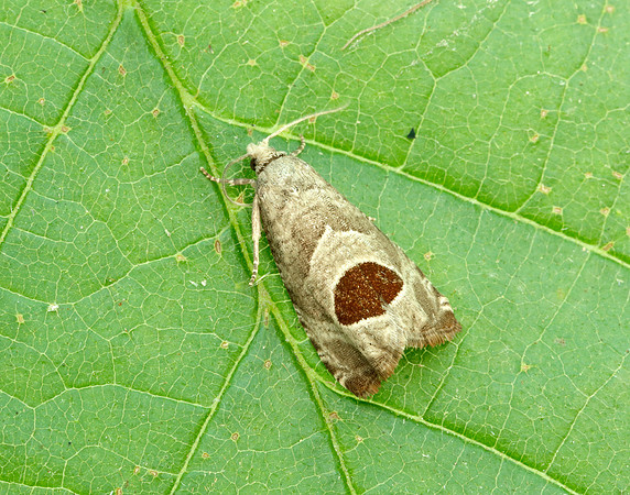 49.294 BF1175 Bramble Shoot Moth Notocelia uddmanniana