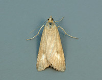 63.035 BF1393 Udea uliginosalis