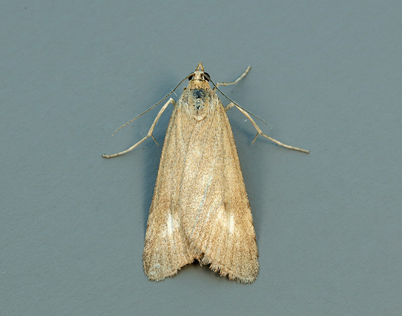 63.035 BF1393 Udea uliginosalis