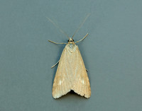 63.035 BF1393 Udea uliginosalis