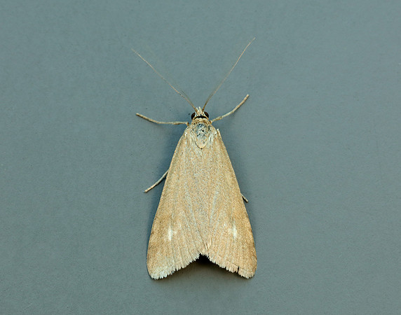 63.035 BF1393 Udea uliginosalis