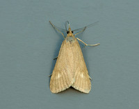 63.035 BF1393 Udea uliginosalis