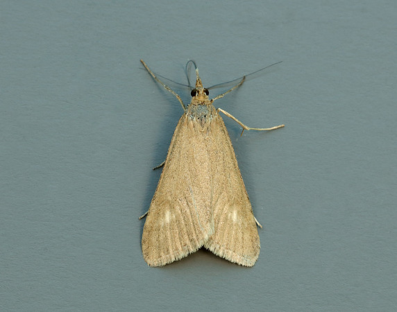 63.035 BF1393 Udea uliginosalis