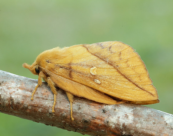 66.010 BF1640 Drinker Euthrix potatoria