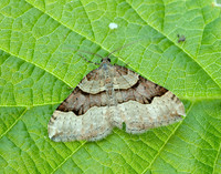 70.048 BF1723 Red Carpet Xanthorhoe decoloraria