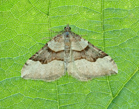 70.048 BF1723 Red Carpet Xanthorhoe decoloraria