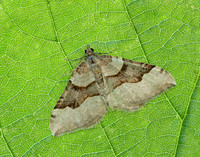 70.048 BF1723 Red Carpet Xanthorhoe decoloraria