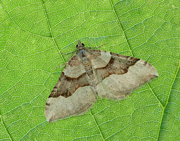 70.048 BF1723 Red Carpet Xanthorhoe decoloraria