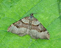 70.048 BF1723 Red Carpet Xanthorhoe decoloraria
