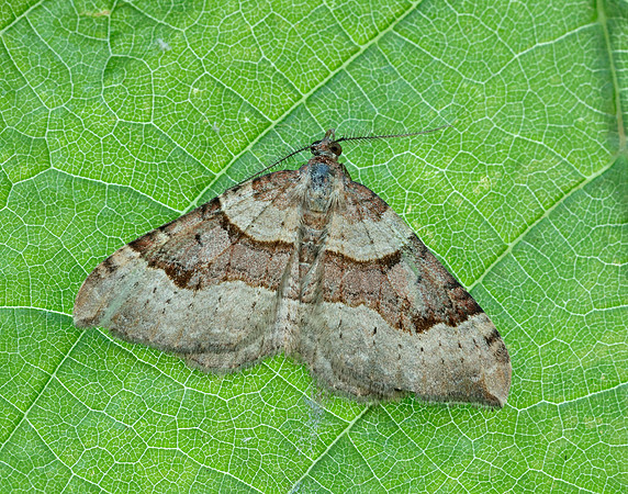 70.048 BF1723 Red Carpet Xanthorhoe decoloraria