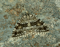 70.072 BF1744 Grey Mountain Carpet Entephria caesiata