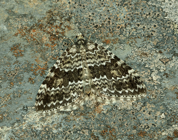 70.072 BF1744 Grey Mountain Carpet Entephria caesiata