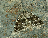 70.072 BF1744 Grey Mountain Carpet Entephria caesiata