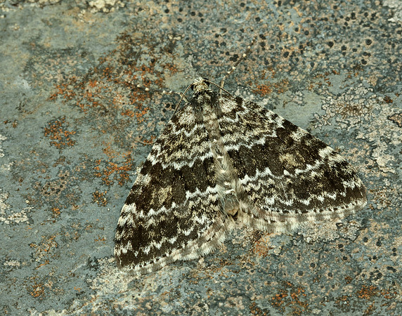 70.072 BF1744 Grey Mountain Carpet Entephria caesiata