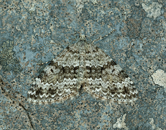 70.072 BF1744 Grey Mountain Carpet Entephria caesiata