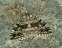 70.072 BF1744 Grey Mountain Carpet Entephria caesiata