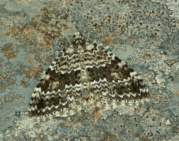 70.072 BF1744 Grey Mountain Carpet Entephria caesiata