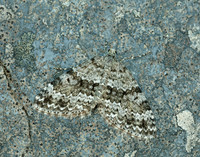 70.072 BF1744 Grey Mountain Carpet Entephria caesiata