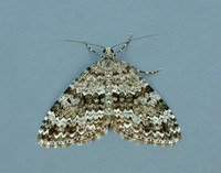 70.072 BF1744 Grey Mountain Carpet Entephria caesiata