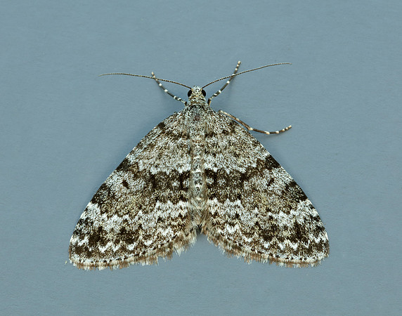 70.072 BF1744 Grey Mountain Carpet Entephria caesiata