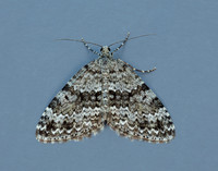 70.072 BF1744 Grey Mountain Carpet Entephria caesiata