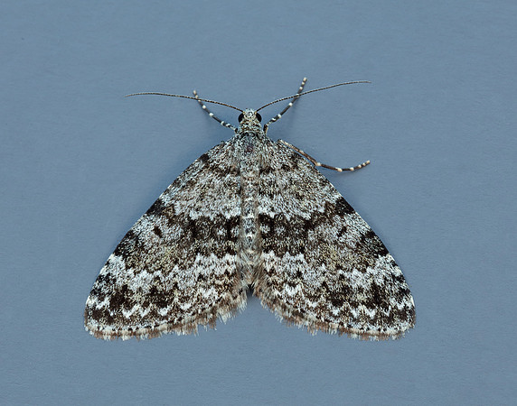 70.072 BF1744 Grey Mountain Carpet Entephria caesiata