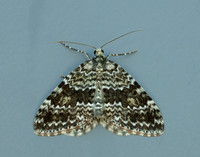 70.072 BF1744 Grey Mountain Carpet Entephria caesiata