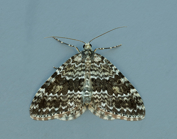 70.072 BF1744 Grey Mountain Carpet Entephria caesiata