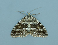 70.072 BF1744 Grey Mountain Carpet Entephria caesiata