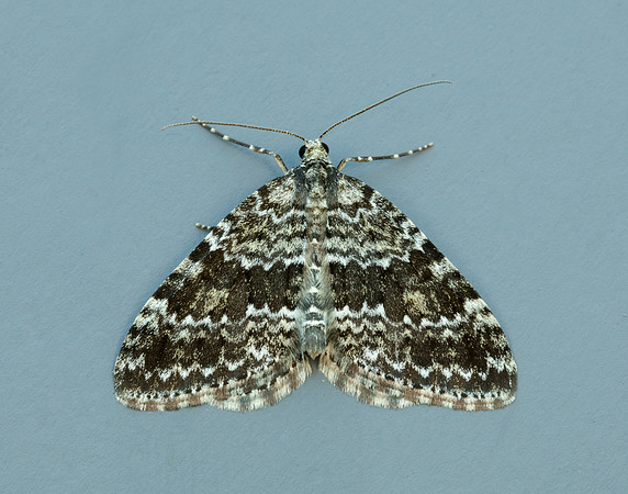 70.072 BF1744 Grey Mountain Carpet Entephria caesiata