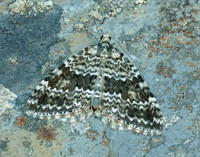 70.072 BF1744 Grey Mountain Carpet Entephria caesiata