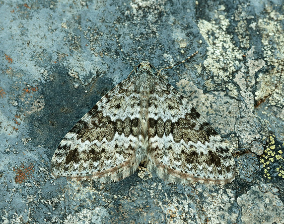 70.072 BF1744 Grey Mountain Carpet Entephria caesiata