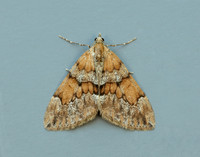 70.081 BF1768 Grey Pine Carpet Thera obeliscata