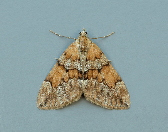 70.081 BF1768 Grey Pine Carpet Thera obeliscata