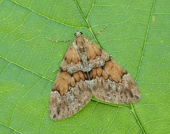 70.081 BF1768 Grey Pine Carpet Thera obeliscata