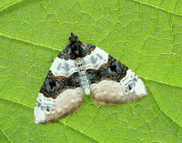70.087 BF1752 Purple Bar Cosmorhoe ocellata