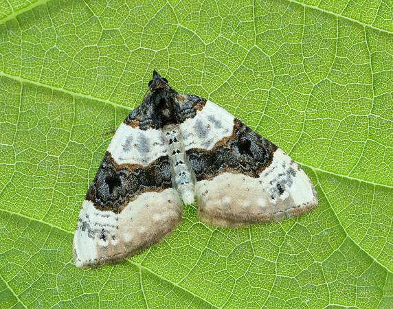 70.087 BF1752 Purple Bar Cosmorhoe ocellata