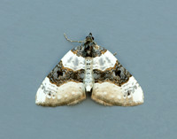 70.087 BF1752 Purple Bar Cosmorhoe ocellata