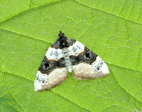 70.087 BF1752 Purple Bar Cosmorhoe ocellata