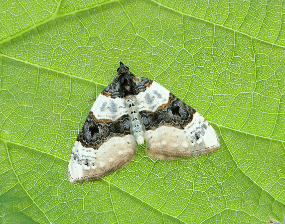 70.087 BF1752 Purple Bar Cosmorhoe ocellata