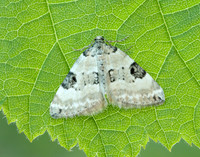 70.136 BF1806 Pretty Pinion Perizoma blandiata