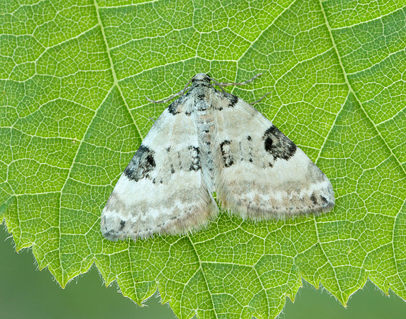 70.136 BF1806 Pretty Pinion Perizoma blandiata