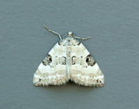 70.136 BF1806 Pretty Pinion Perizoma blandiata